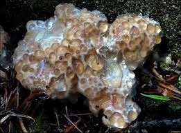 Attēlu rezultāti vaicājumam “Postia guttulata”