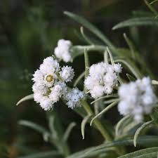 Attēlu rezultāti vaicājumam “Anaphalis margaritacea leaf”