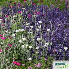 Image result for Lychnis coronaria alba