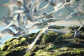 Image result for Suffolk Coastal Floaters