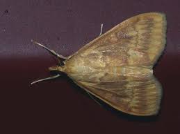 Attēlu rezultāti vaicājumam “Ostrinia nubilalis”