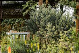Attēlu rezultāti vaicājumam “Pinus sylvestris male flower”