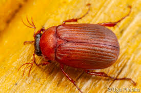 Attēlu rezultāti vaicājumam “Serica brunnea”