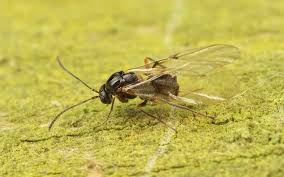 Attēlu rezultāti vaicājumam “Neuroterus quercusbaccarum”