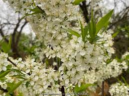 Attēlu rezultāti vaicājumam “Prunus (plum-tree) flower”