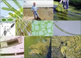 Attēlu rezultāti vaicājumam “Cladophora glomerata”