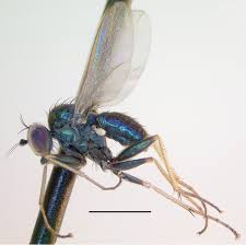 Attēlu rezultāti vaicājumam “Dolichopodidae”