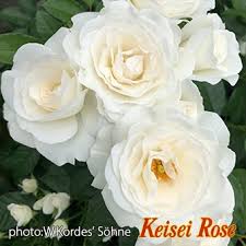 「アイスバーグ」の画像検索結果