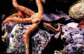 Attēlu rezultāti vaicājumam “Ophiotheca sp.”