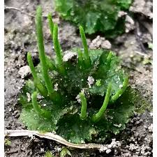 Attēlu rezultāti vaicājumam “Anthocerotopsida”