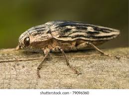 Attēlu rezultāti vaicājumam “Chalcophora mariana”