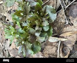 Attēlu rezultāti vaicājumam “Ranunculus cassubicus bud”
