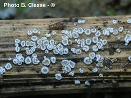 Attēlu rezultāti vaicājumam “Lachnella alboviolascens”