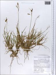 Attēlu rezultāti vaicājumam “Carex paupercula”