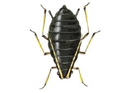 Attēlu rezultāti vaicājumam “Aphis fabae”