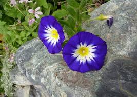 Image result for Convolvulus tricolor
