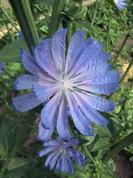 Attēlu rezultāti vaicājumam “Cichorium intybus flower”