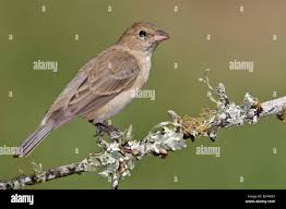 Image result for Passerina cyanea