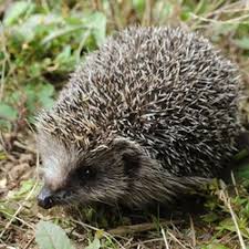 Attēlu rezultāti vaicājumam “Erinaceus sp.”