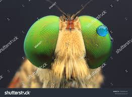 Attēlu rezultāti vaicājumam “Asilus crabroniformis”