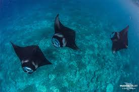 Image result for Mobula alfredi