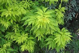 Attēlu rezultāti vaicājumam “Sambucus racemosa leaf”