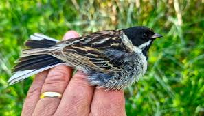 Image result for Emberiza pallasi