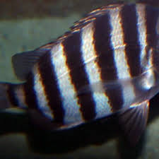 Image result for Archosargus probatocephalus