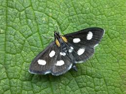 Attēlu rezultāti vaicājumam “Anania funebris”