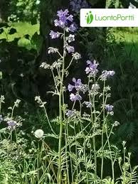 Attēlu rezultāti vaicājumam “Polemonium caeruleum leaf”