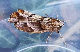 Attēlu rezultāti vaicājumam “Selenia dentaria imago”