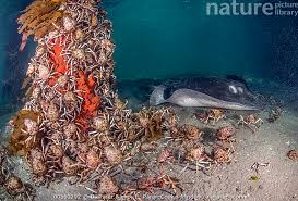 Image result for Bathytoshia brevicaudata