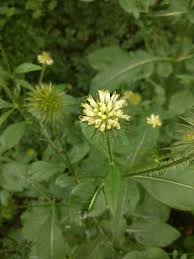 Image result for Dipsacus pilosus