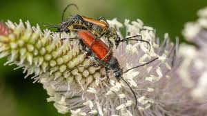 Attēlu rezultāti vaicājumam “Anastrangalia sanguinolenta”