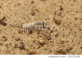 Attēlu rezultāti vaicājumam “Therevidae”