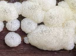 Attēlu rezultāti vaicājumam “Ceratiomyxa porioides”