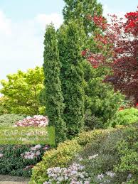Attēlu rezultāti vaicājumam “Thuja occidentalis flower”
