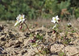Attēlu rezultāti vaicājumam “Spergula morisonii”