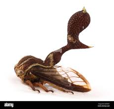 Attēlu rezultāti vaicājumam “Membracidae”