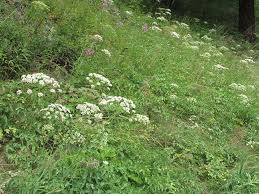 Attēlu rezultāti vaicājumam “Laserpitium latifolium”