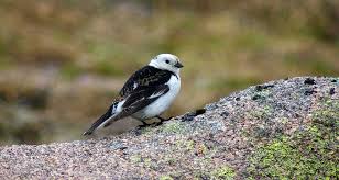 Attēlu rezultāti vaicājumam “Plectrophenax nivalis”