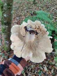 Attēlu rezultāti vaicājumam “Vouauxiomyces santessonii”