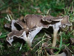 Attēlu rezultāti vaicājumam “Pseudocraterellus”