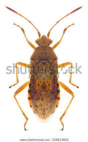 Attēlu rezultāti vaicājumam “Rhopalus maculatus imago”