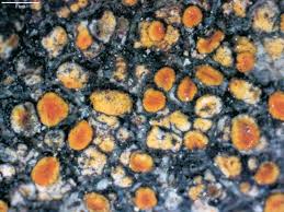 Attēlu rezultāti vaicājumam “Caloplaca scopularis”