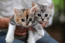 I Love Kittens♥