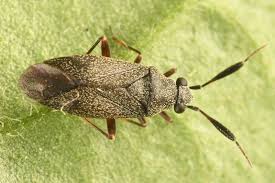 Attēlu rezultāti vaicājumam “Blepharidopterus angulatus imago”