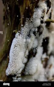 Attēlu rezultāti vaicājumam “Ceratiomyxa fruticulosa macro”
