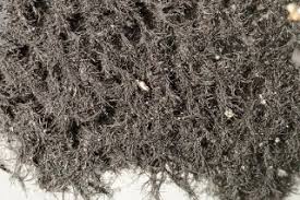 Attēlu rezultāti vaicājumam “Cystocoleus ebeneus”