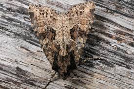 Attēlu rezultāti vaicājumam “Apamea remissa”